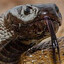 TheGreatTaipan