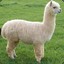 Alpaca