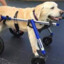 Wheelchair Dog