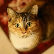 黑夜里的猫咪