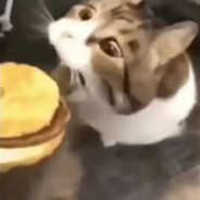 小猫你可以吃芝士汉堡