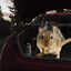 Gerbil's avatar