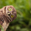 Owl Luka ♡