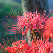 Lycoris Radiatia