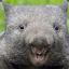 Kombat Wombat