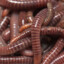 1000 worms