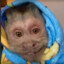 курдик