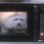 microwaved my dog