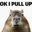 Capybarussy