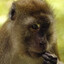 Just A Monkey