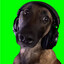 MR.dog