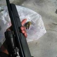 Four Shades of Purple