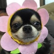 .𝖕𝖊𝖆𝖘 Ivan das Vacas