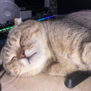 โอเด้งงงงง