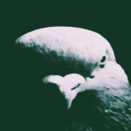 MilujiOmaCizu's avatar