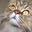 meow.wav