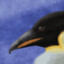 SouthPenguinJay