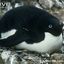 Adelie Penguin