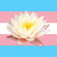 ChangingWaterFlower