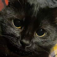xXKittyLordXx