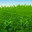 Grass. Dont touch me