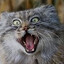 the cat