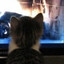Maru felis