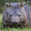 Wombat