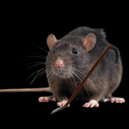crowbar_rat