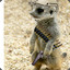 Kombat Meerkat