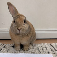 BUNNERS