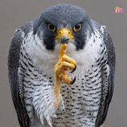 Spektral