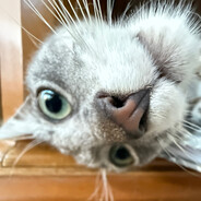 ✪ ♔ lєɠєภ๔คΓץ™ ♔ ✪