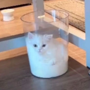 欺软怕硬鱼某人