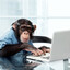 Monkey typing  on keyboard