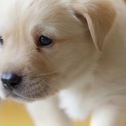 XxQCxXMegasniperszzquebecXxQCxX