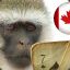 CanuckMonkey