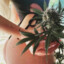 grubo_1312