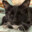a blind cat