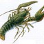 Royal Сrayfish (RU)