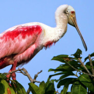 SITEK PEEK | Platalea ajaj
