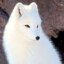 White Fox