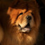 Old_redDog