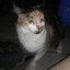 mewmewcat37