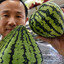 walter melon