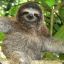 sloth man