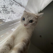 лизик