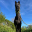 MeAndMyHorse