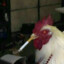 cock with a cig