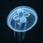augustjellyfish